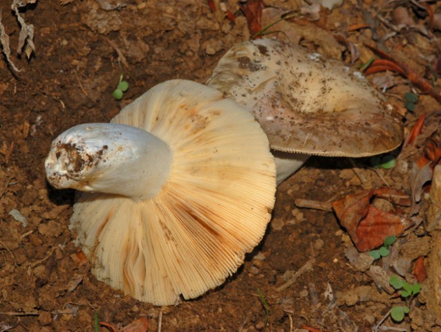 Due funghi dello scorso anno .....